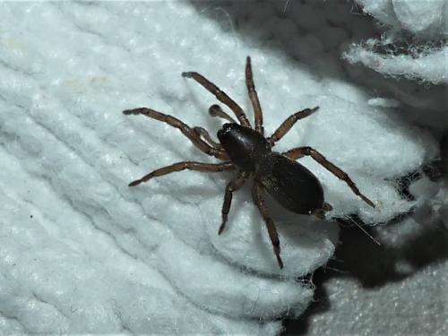 Scotophaeus sp.